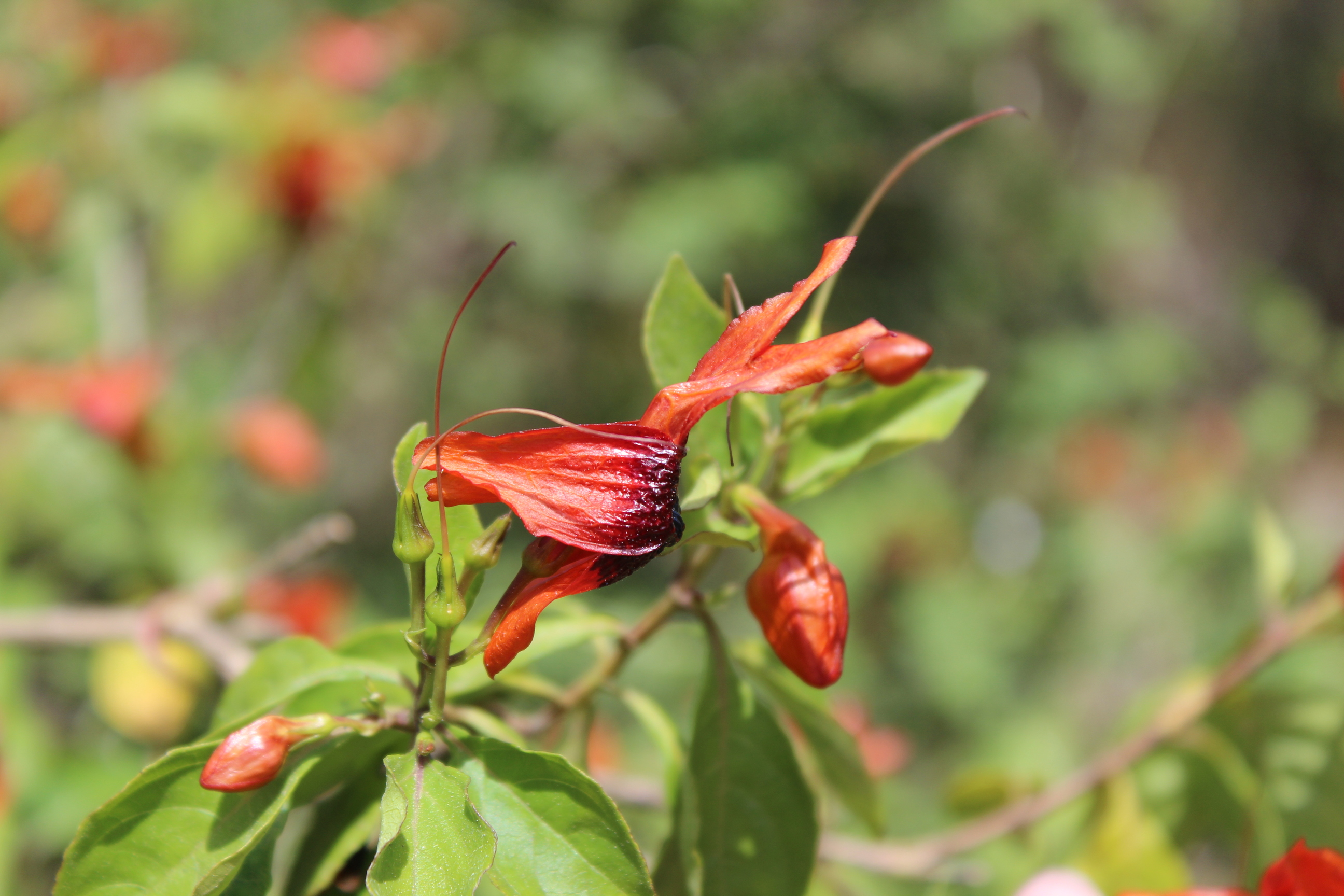 Plant Image